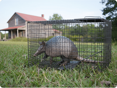 Armadillo Trappingimg min