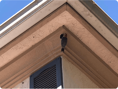 Bird Control img min