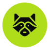 Raccoon Trappingicon min