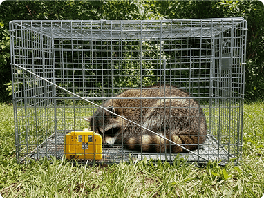 Raccoon Trappingimg min