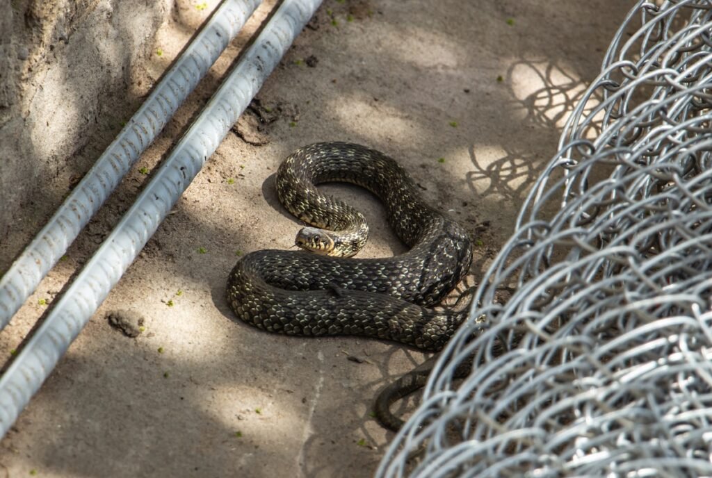 long brown non venomous snake in the yard